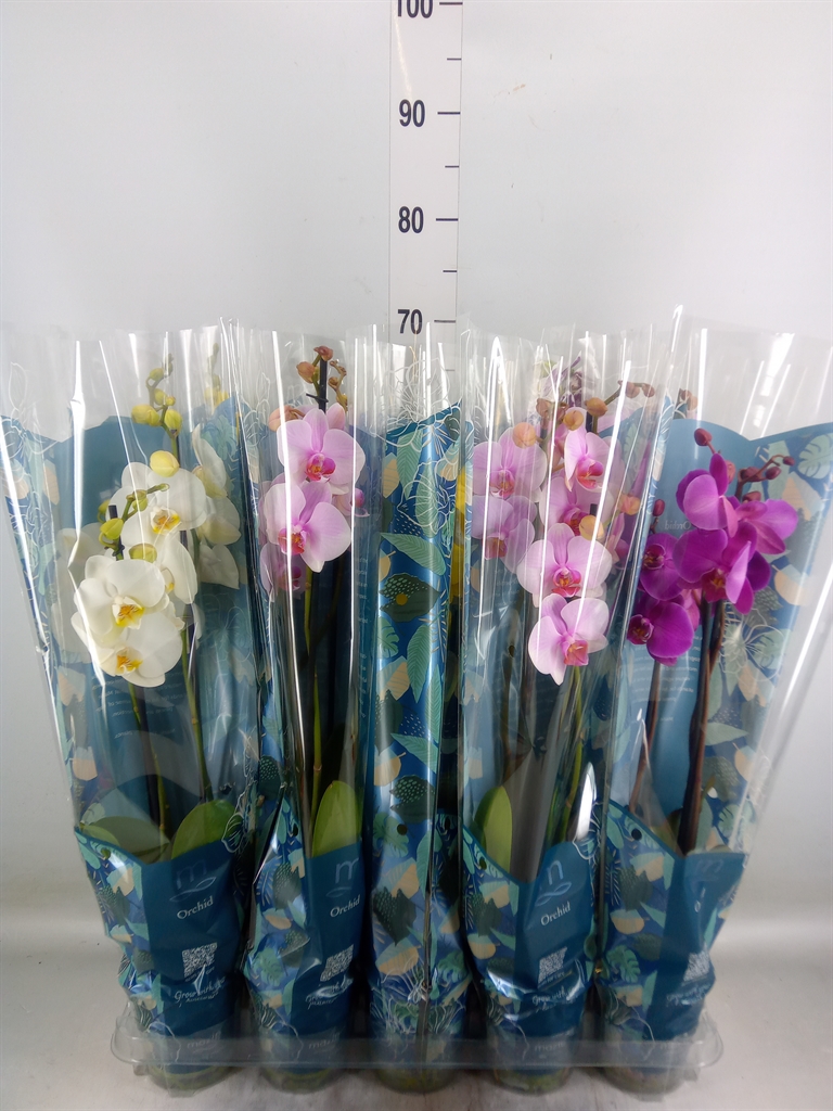 Горшечные цветы и растения оптом Phalaenopsis   ...mix  5 от 10шт из Голландии с доставкой по России