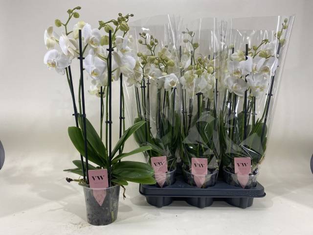 Горшечные цветы и растения оптом Phalaenopsis Inverness от 6шт из Голландии с доставкой по России