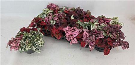 Горшечные цветы и растения оптом Hypoest Gem от 10шт из Голландии с доставкой по России