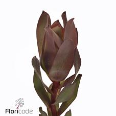 Срезанные цветы оптом Leucadendron senorita от 100шт из Голландии с доставкой по России