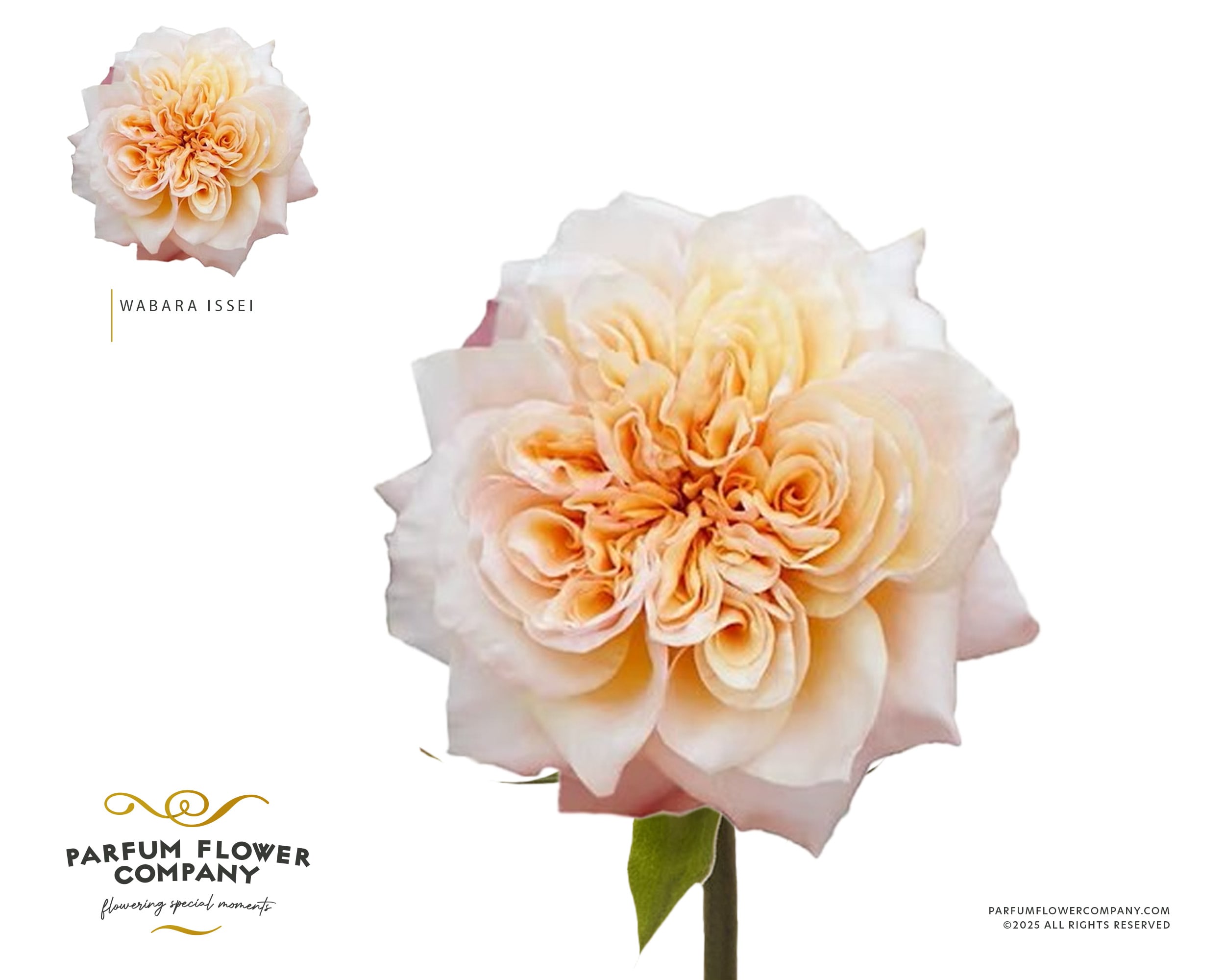 Срезанные цветы оптом Rosa garden wabara issei от 24шт из Голландии с доставкой по России