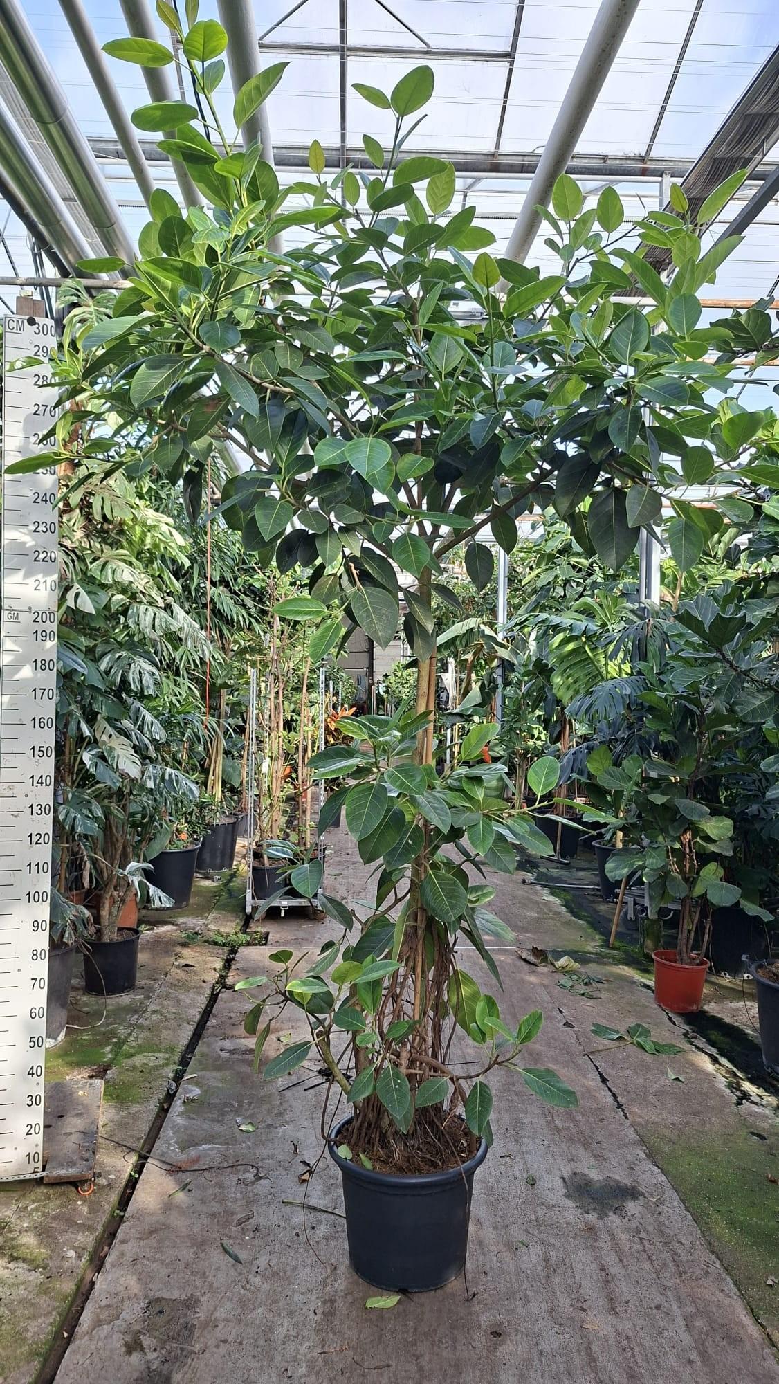 Горшечные цветы и растения оптом Ficus Altissima Branched от 1шт из Голландии с доставкой по России