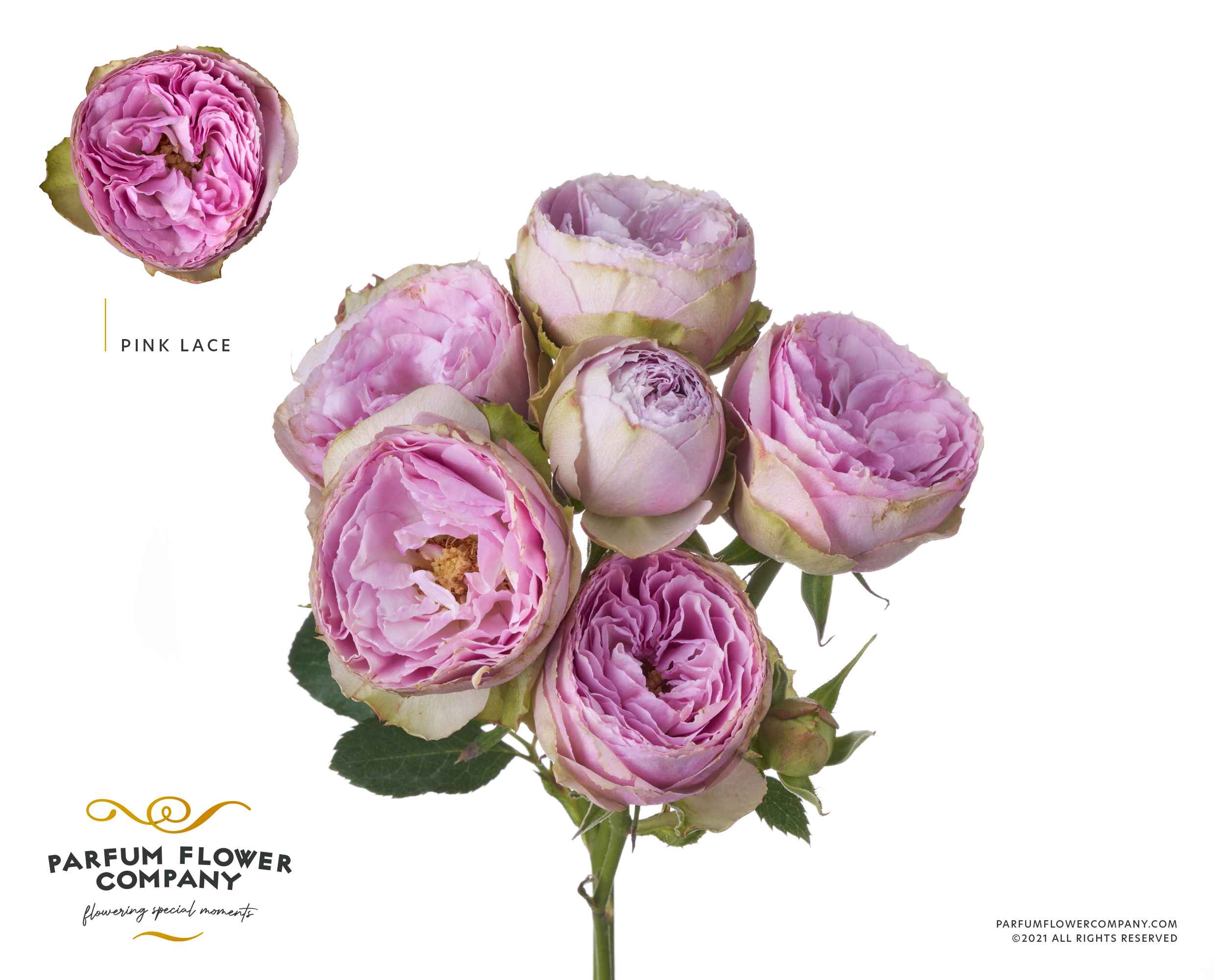 Срезанные цветы оптом Rosa sp garden pink lace от 12шт из Голландии с доставкой по России