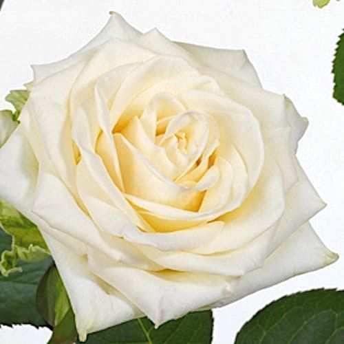 Розы оптом NOVIA из Эквадора с доставкой по России