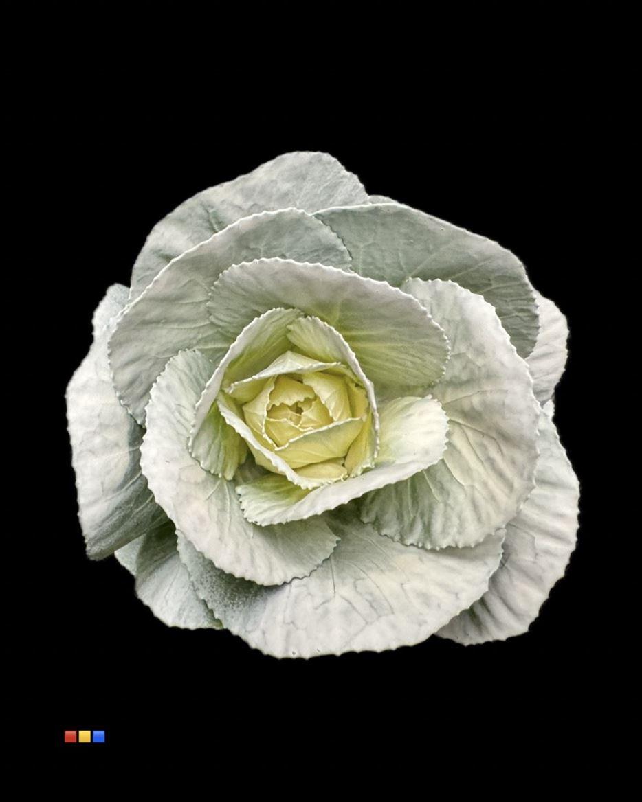 Срезанные цветы оптом Brassica paint white от 20шт из Голландии с доставкой по России