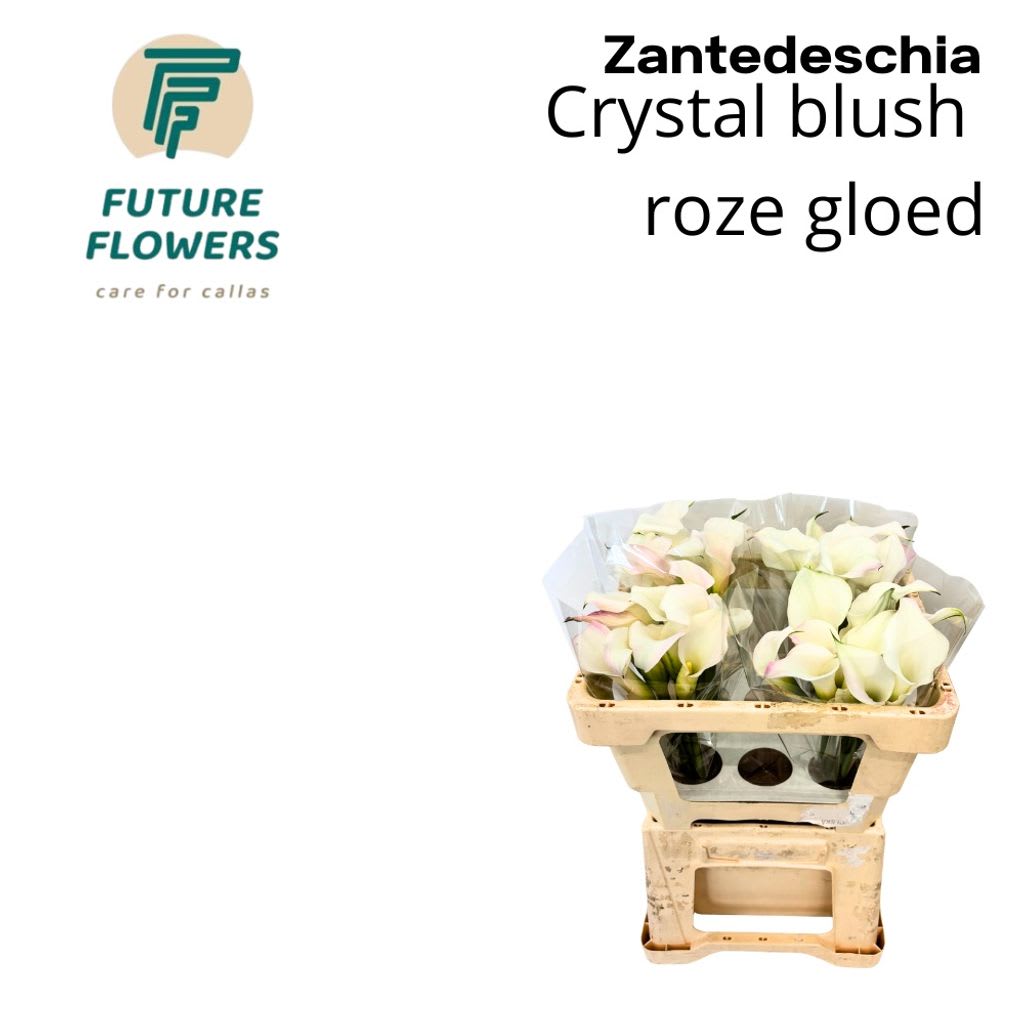 Срезанные цветы оптом Zantedeschia crystal blush + pink glow от 40шт из Голландии с доставкой по России