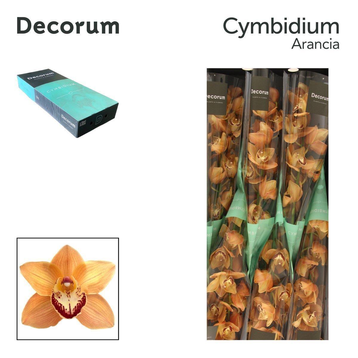 Срезанные цветы оптом Cymbidium brown mighty arancia от 9шт из Голландии с доставкой по России