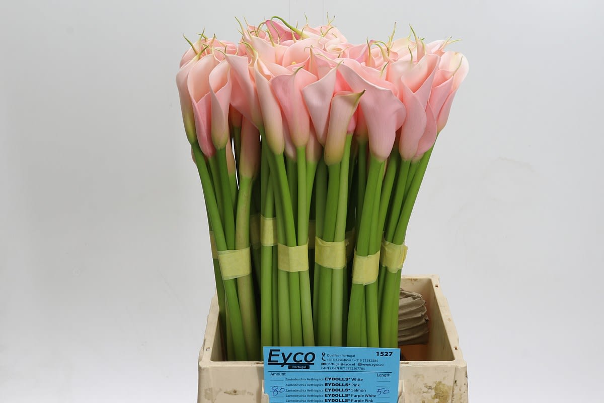 Срезанные цветы оптом Zantedeschia ae eydolls salmon от 80шт из Голландии с доставкой по России