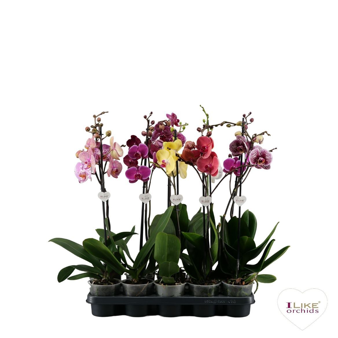 Горшечные цветы и растения оптом Phal 1st Mix 9+ (levo) от 10шт из Голландии с доставкой по России