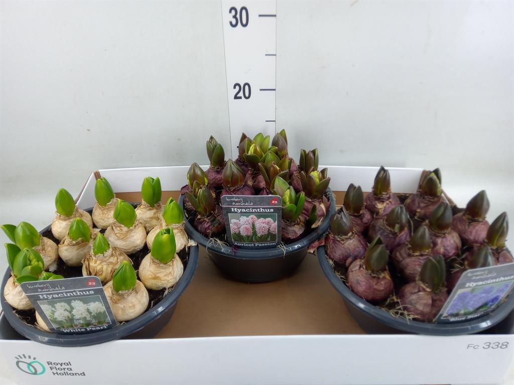 Горшечные цветы и растения оптом Hyacinthus Orie.   ...mix 3 от 3шт из Голландии с доставкой по России