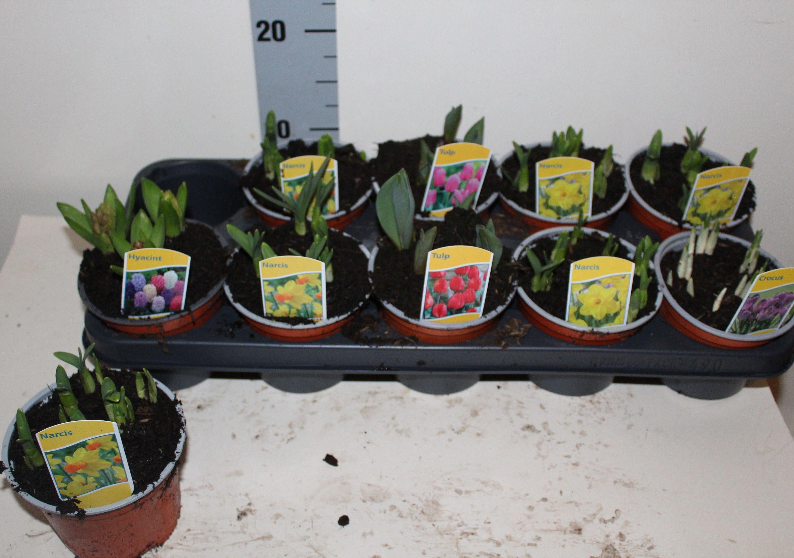 Горшечные цветы и растения оптом Bolbloemen Gem от 10шт из Голландии с доставкой по России