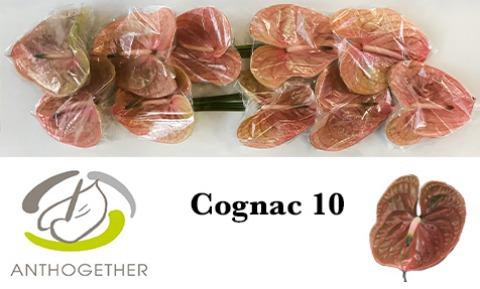 Срезанные цветы оптом Anthurium cognac от 8шт. из Голландии с доставкой по России