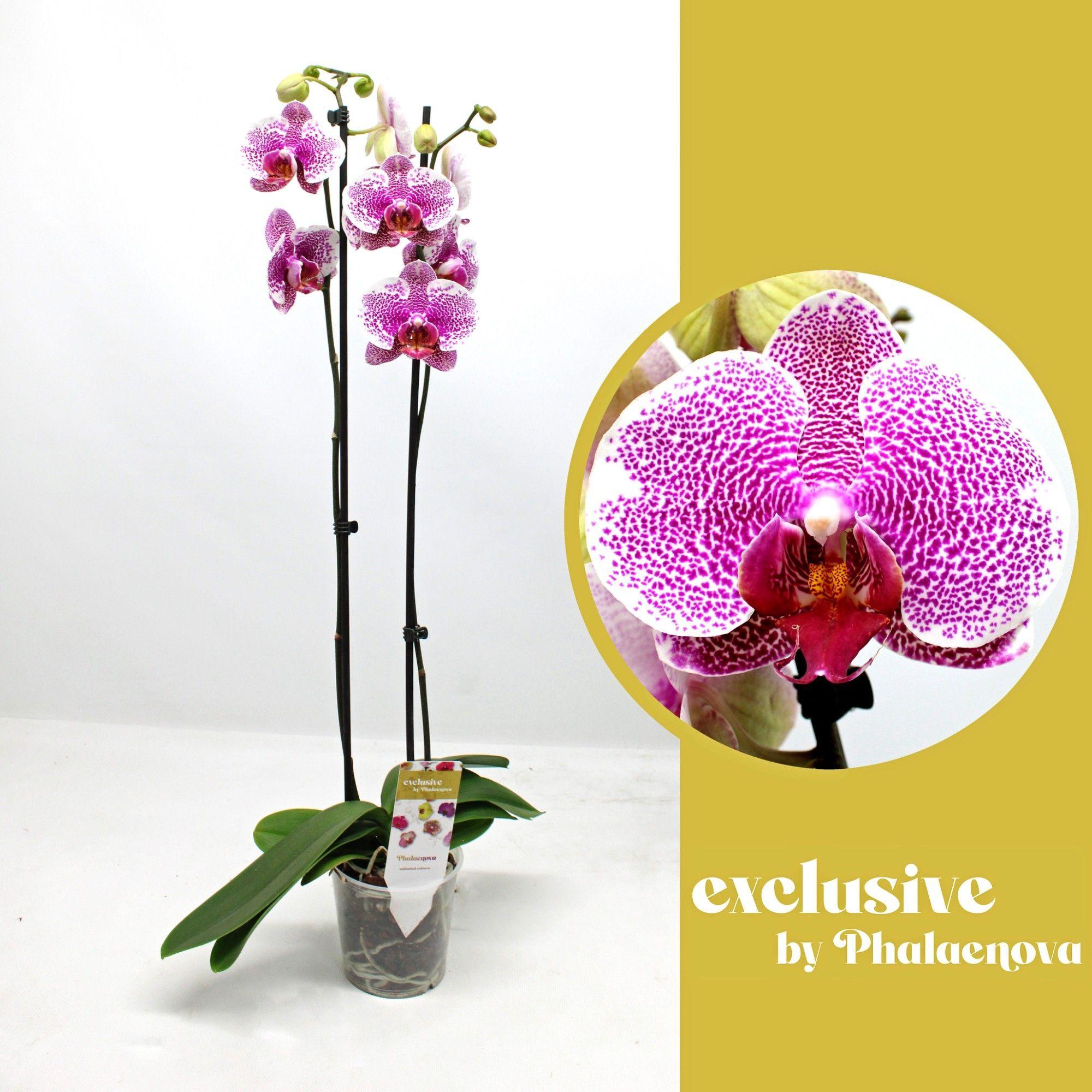 Горшечные цветы и растения оптом Phal 2st Golden Poeker Leopard 14+ (phalaenova) от 10шт из Голландии с доставкой по России