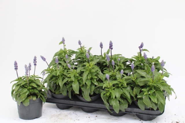 Горшечные цветы и растения оптом Salvia Farinacea от 8шт из Голландии с доставкой по России