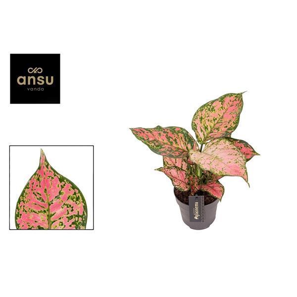 Горшечные цветы и растения оптом Aglaonema Crimson Love от 6шт из Голландии с доставкой по России