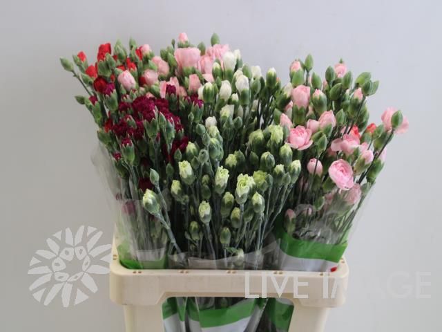 Срезанные цветы оптом Dianthus sp mix in bucket от 80шт из Голландии с доставкой по России