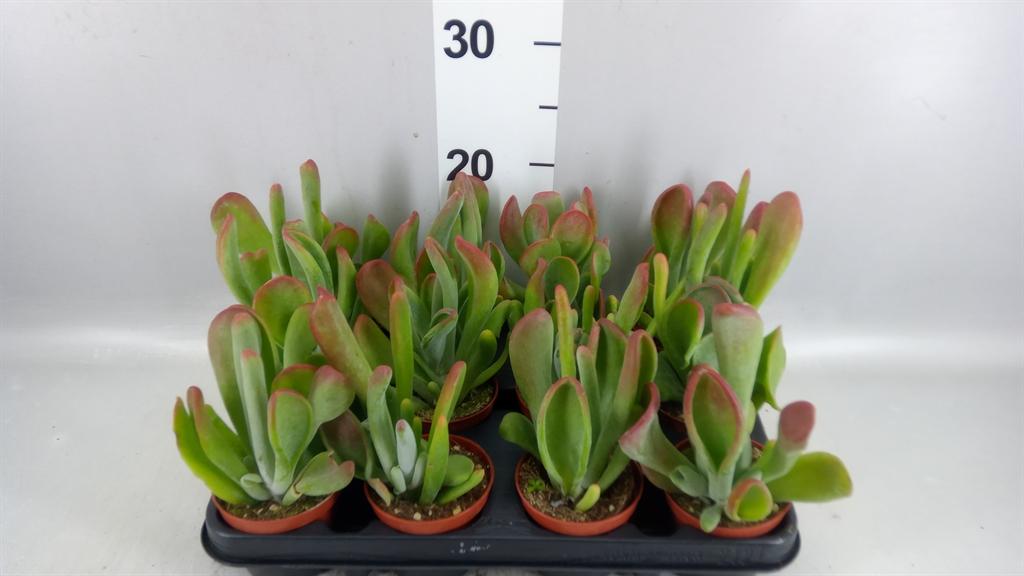 Горшечные цветы и растения оптом Kalanchoe Nf Thyrsiflora red Lips от 12шт (для телеги) из Голландии с доставкой по России