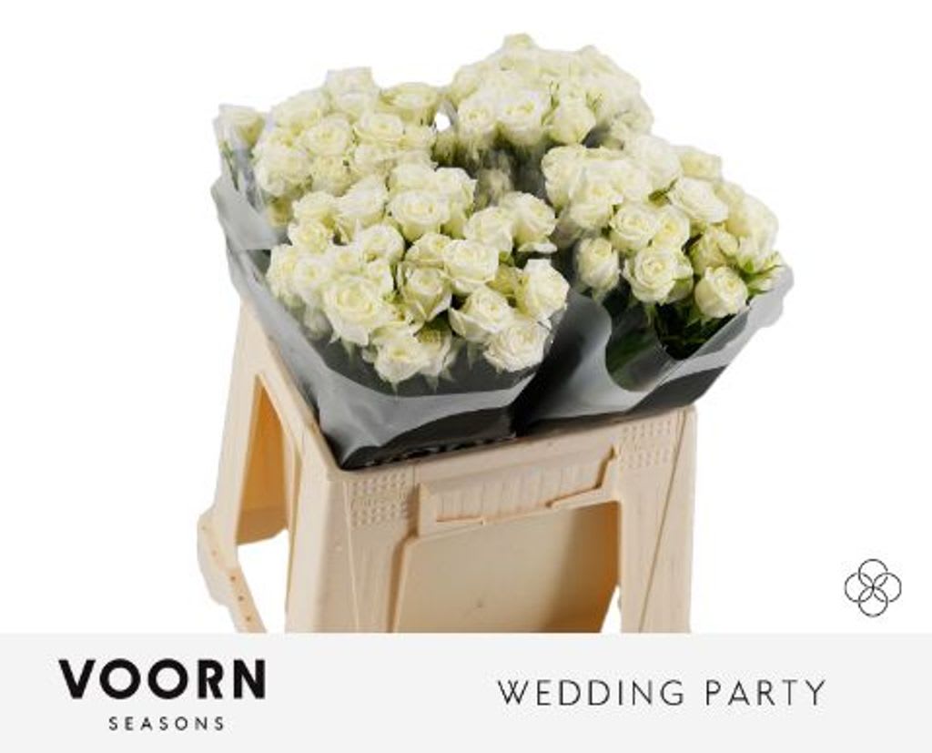 Срезанные цветы оптом Rosa spray wedding party от 40шт из Голландии с доставкой по России