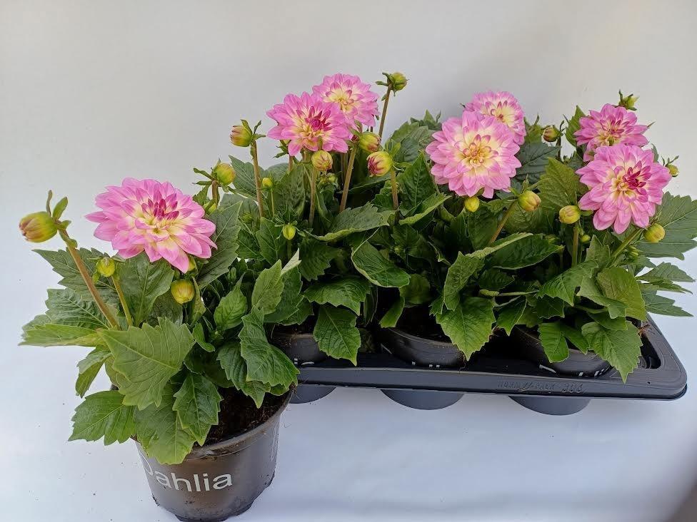 Горшечные цветы и растения оптом Dahl D Maxi Pink Bla от 6шт из Голландии с доставкой по России