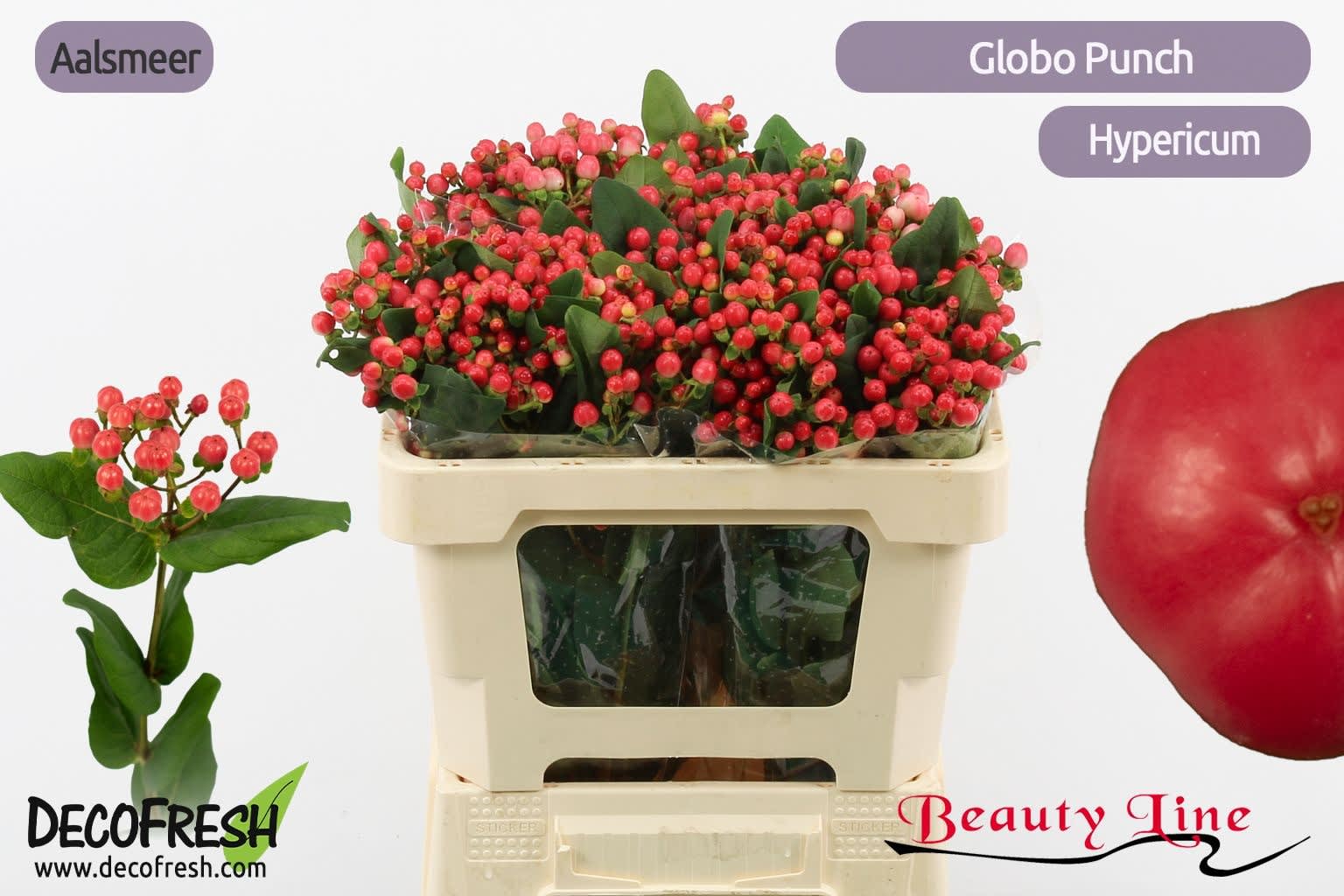 Срезанные цветы оптом Hypericum globo punch от 50шт из Голландии с доставкой по России