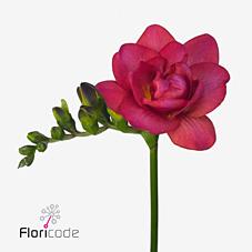 Срезанные цветы оптом Freesia do expression от 100шт из Голландии с доставкой по России Срезанные цветы оптом Freesia do expression от 100шт из Голландии с доставкой по России