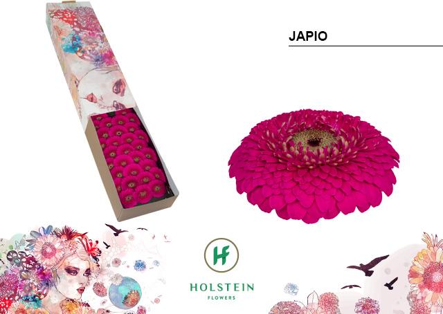 Срезанные цветы оптом Germini gerponi japio от 60шт из Голландии с доставкой по России