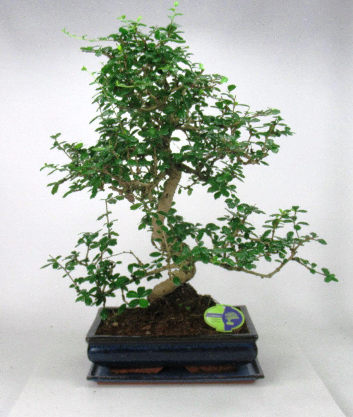 Горшечные цветы и растения оптом Carmona Macrophylla, 35cm., Shape, With Drip Tray от 1шт из Голландии с доставкой по России