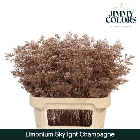 Срезанные цветы оптом Limonium skylight paint champagne от 25шт из Голландии с доставкой по России