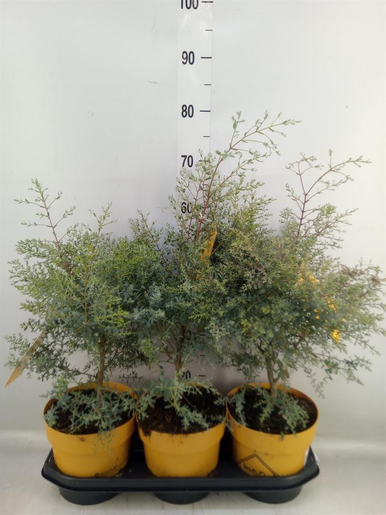 Горшечные цветы и растения оптом Eucalyptus от 3шт из Голландии с доставкой по России