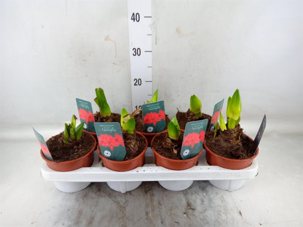 Горшечные цветы и растения оптом Hippeastrum   ... от 7шт' из Голландии с доставкой по России