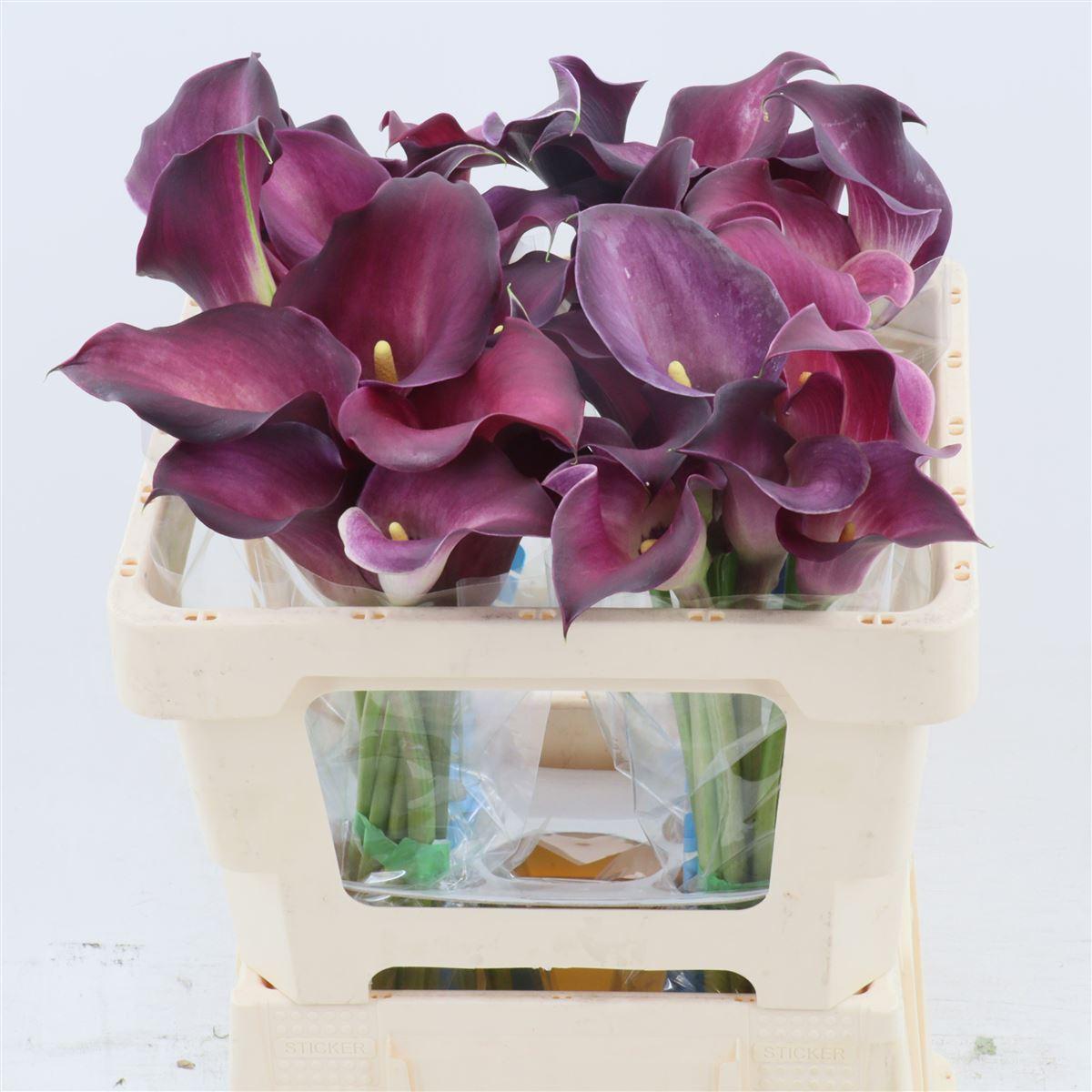 Срезанные цветы оптом Zantedeschia bordeaux art от 40шт из Голландии с доставкой по России