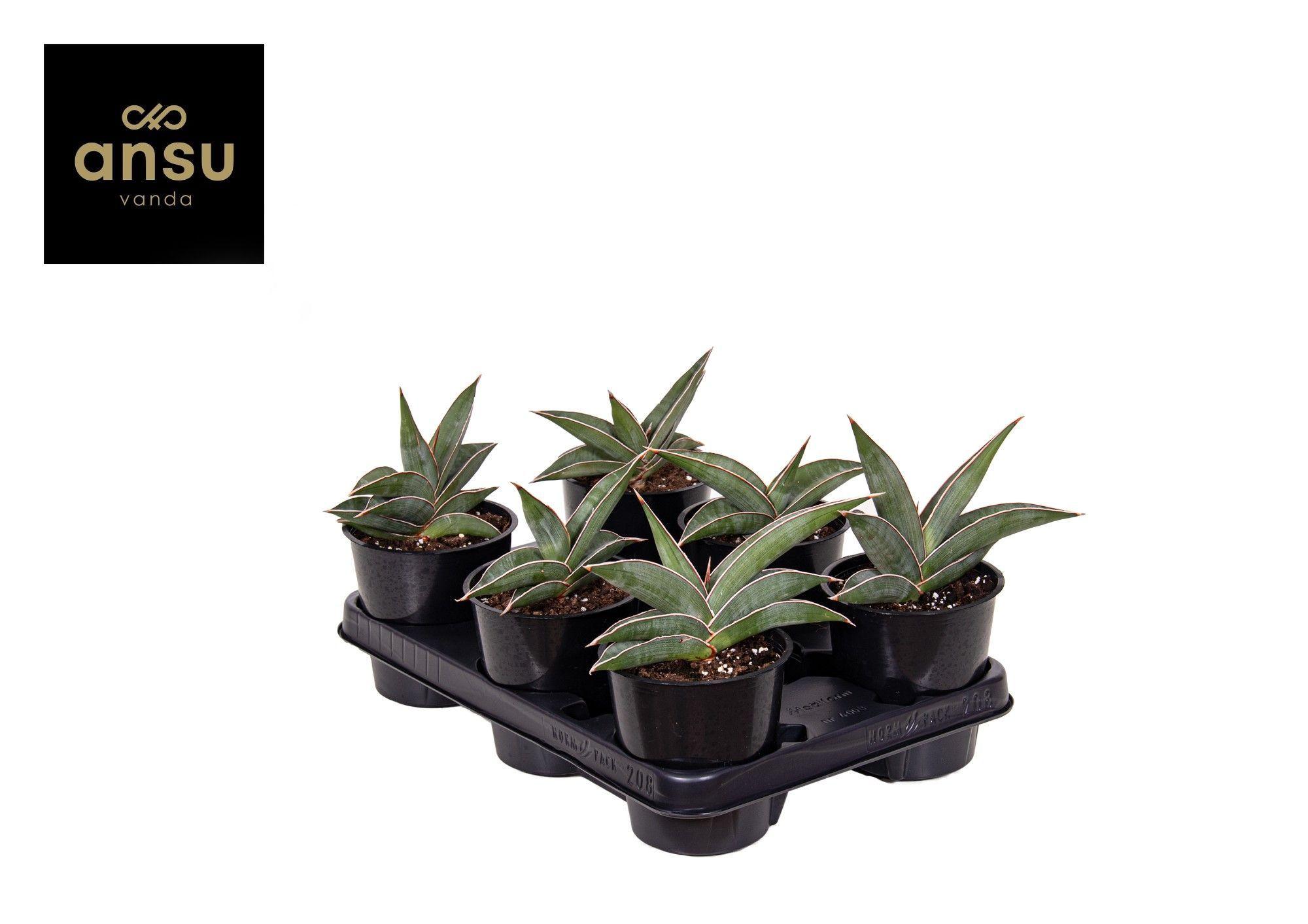 Горшечные цветы и растения оптом Sansevieria Almond Silver от 10шт из Голландии с доставкой по России