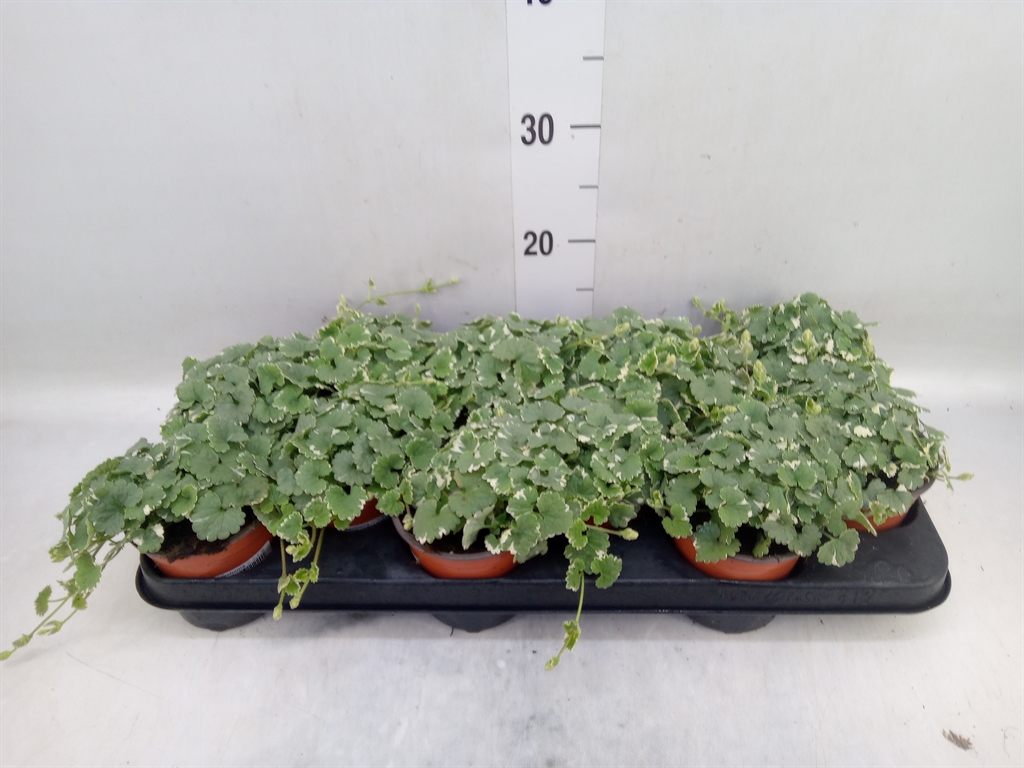 Горшечные цветы и растения оптом Nepeta   ... от 12шт из Голландии с доставкой по России