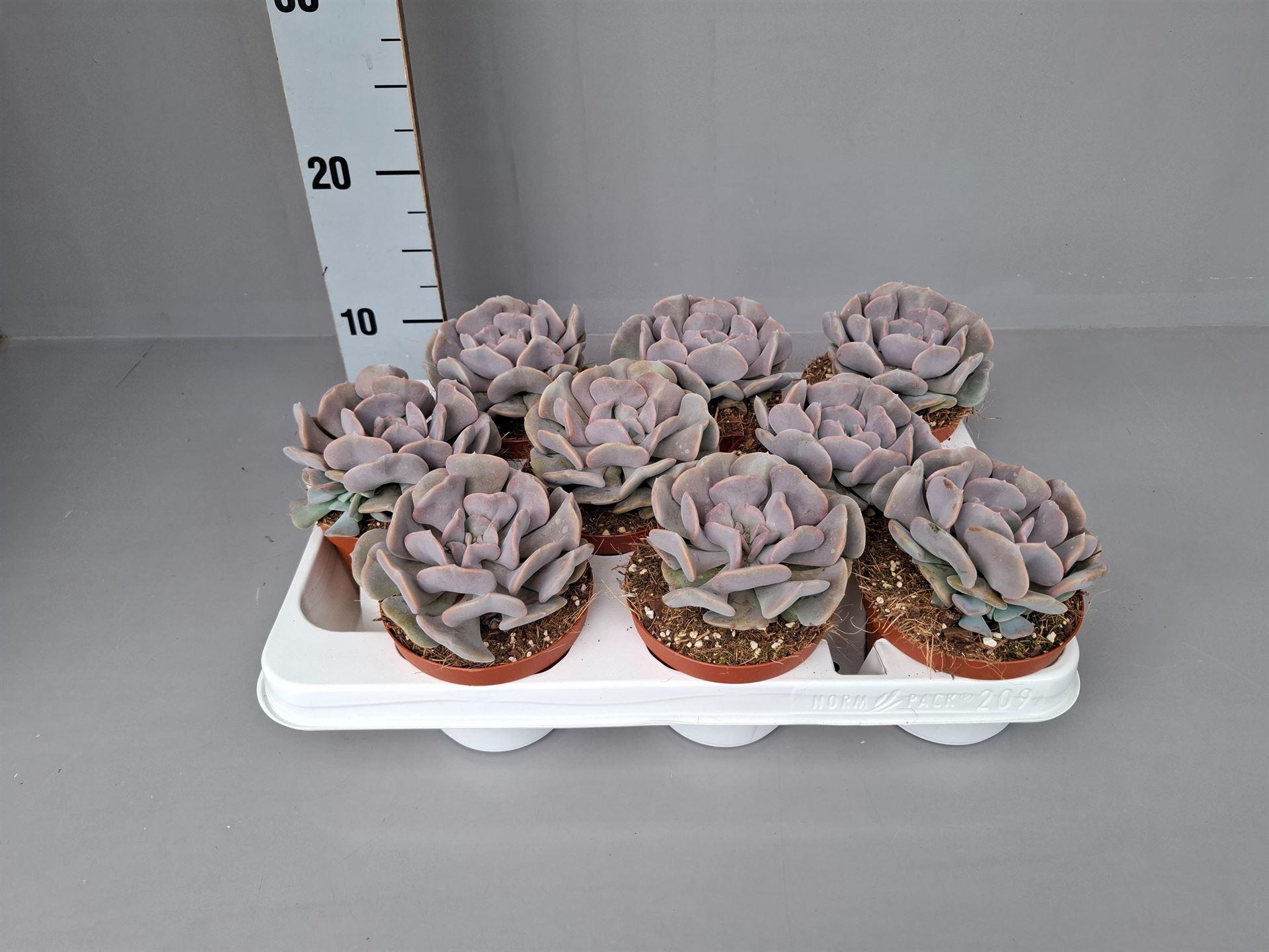 Горшечные цветы и растения оптом Echeveria   ... от 9шт из Голландии с доставкой по России