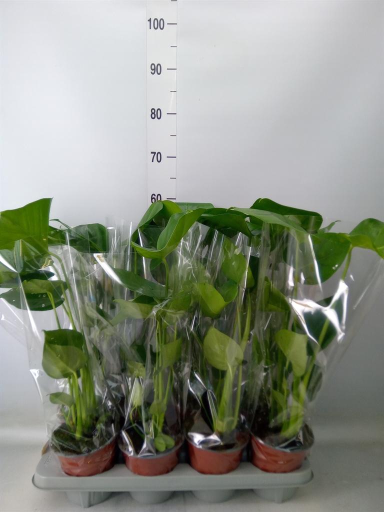 Горшечные цветы и растения оптом Monstera Deliciosa от 8шт' из Голландии с доставкой по России