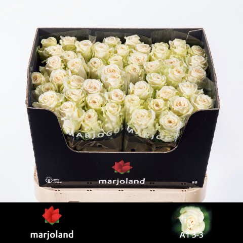 Срезанные цветы оптом Rosa large dolomiti от 50шт из Голландии с доставкой по России