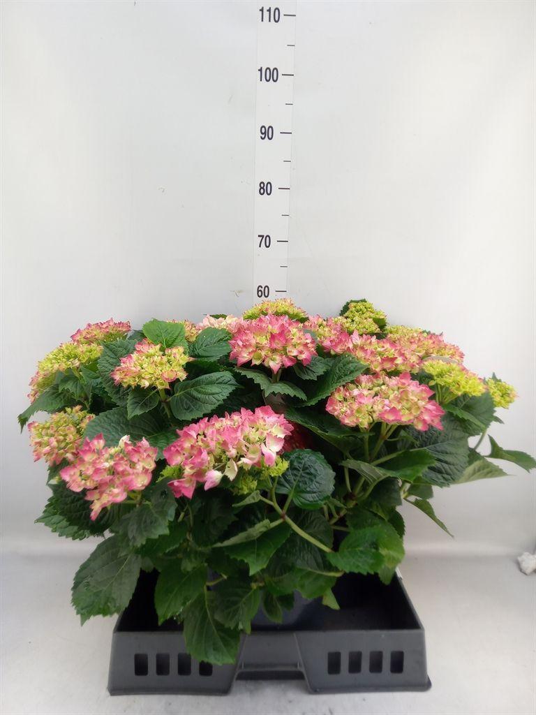 Горшечные цветы и растения оптом Hydrangea Mac.   ... от 3шт из Голландии с доставкой по России