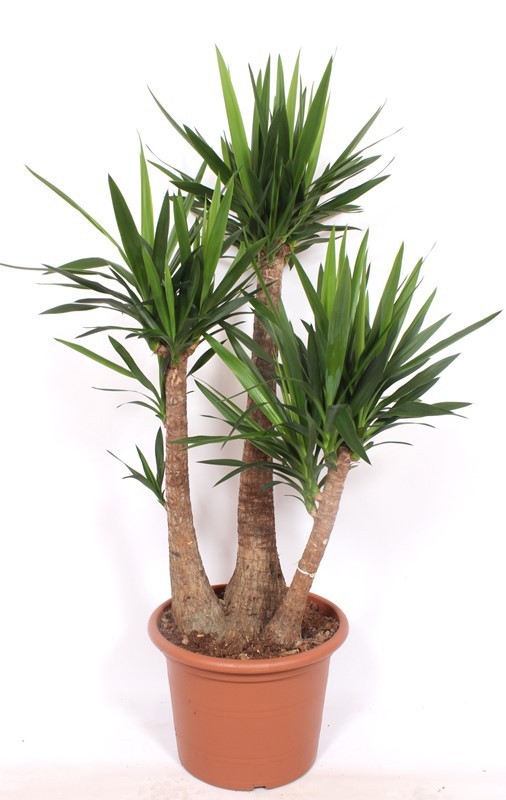 Горшечные цветы и растения оптом Yucca Elephantipes 3 Arms от 1шт из Голландии с доставкой по России