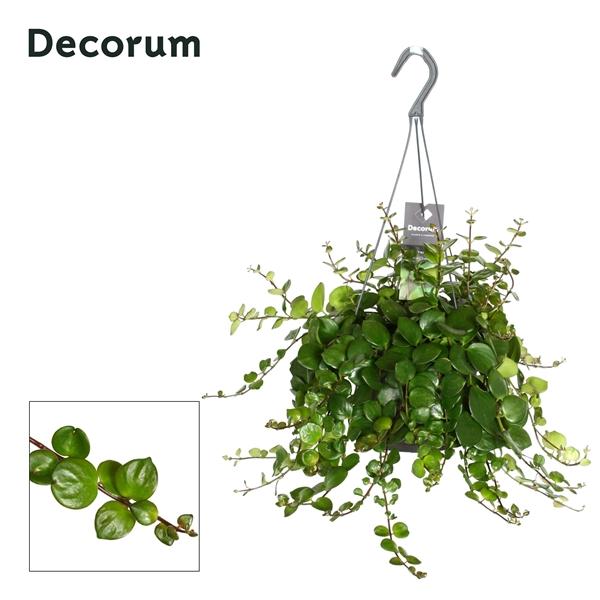 Горшечные цветы и растения оптом Aeschynanthus Pink Polka No Flower от 6шт из Голландии с доставкой по России