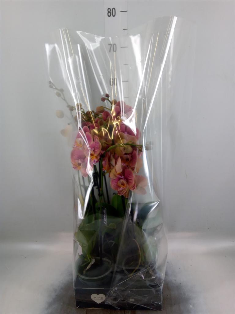 Горшечные цветы и растения оптом Phalaenopsis   ...rose от 5шт из Голландии с доставкой по России