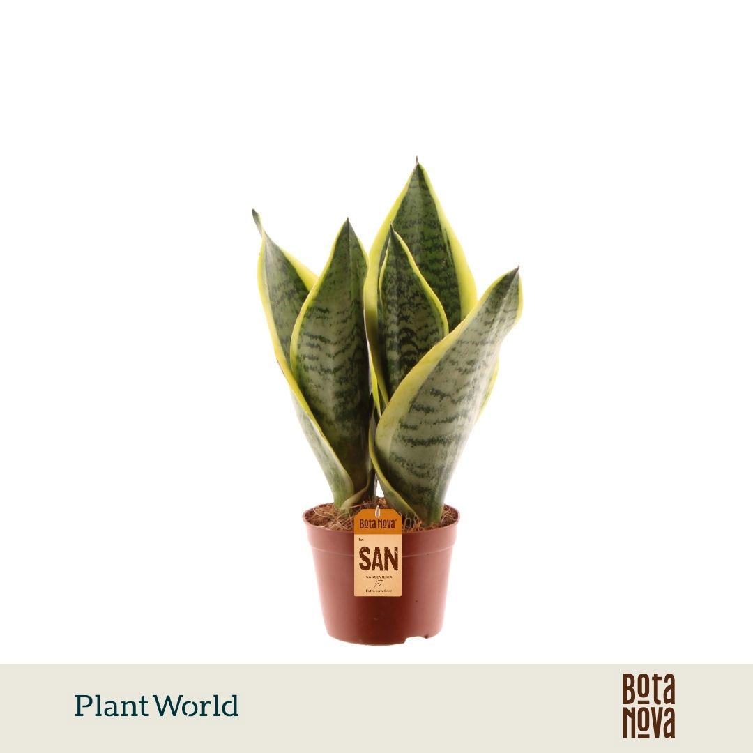 Горшечные цветы и растения оптом Sansevieria Futura Superba 3pp (decorum) от 18шт (для телеги) из Голландии с доставкой по России