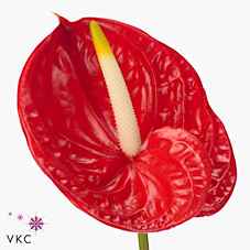 Срезанные цветы оптом Anthurium tropical от 20шт из Голландии с доставкой по России