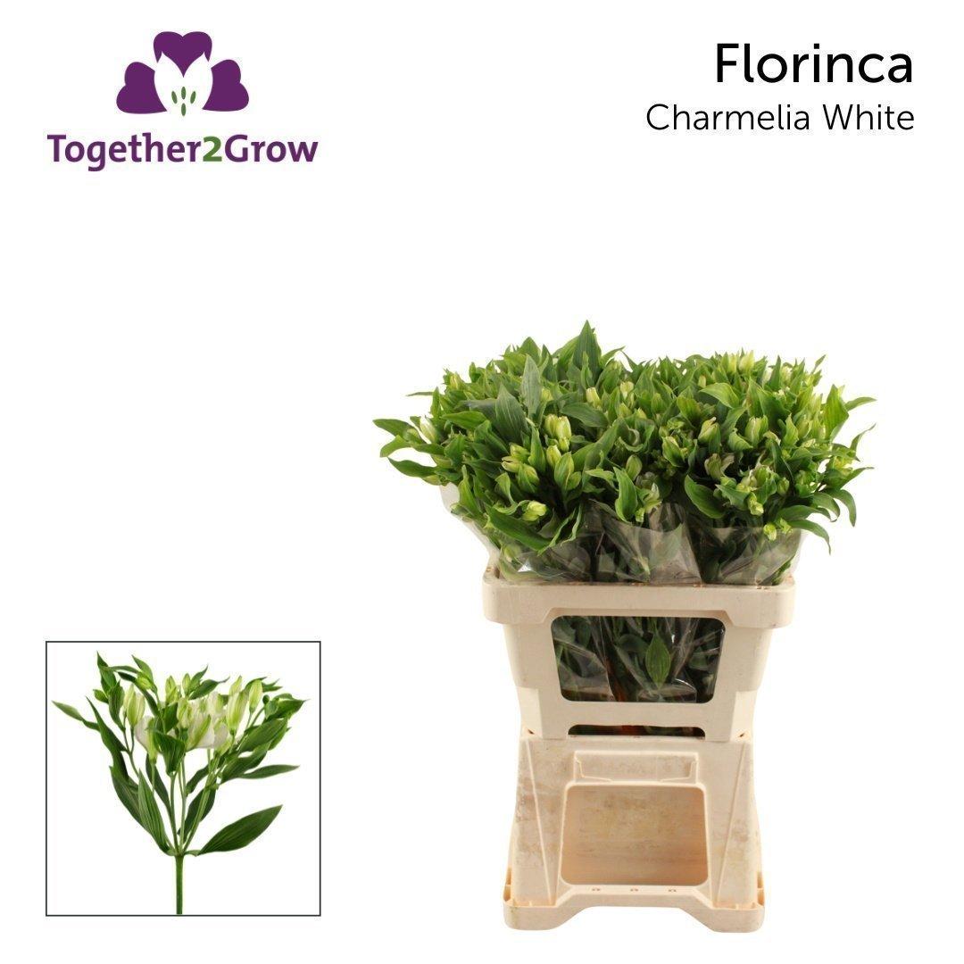Срезанные цветы оптом Alstroemeria fl charmelia white от 60шт из Голландии с доставкой по России