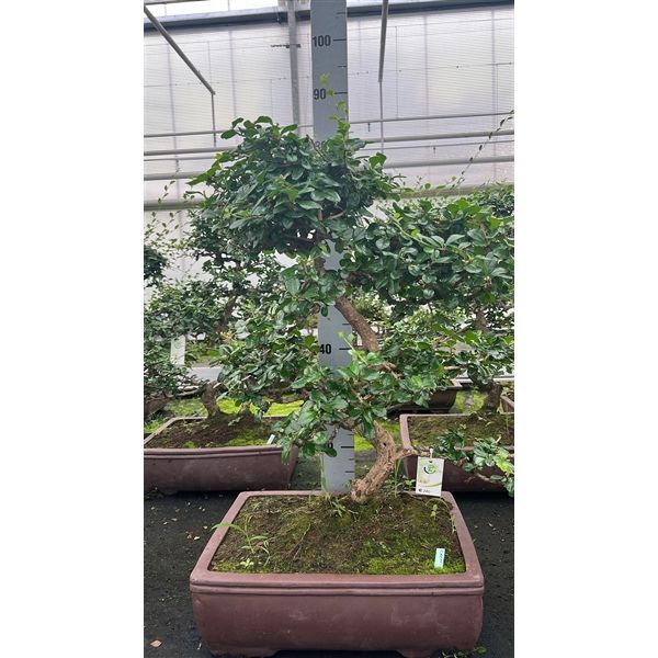 Горшечные цветы и растения оптом Bonsai Carmona Macrophylla, Pot 45 Cm. Height 75cm от 1шт из Голландии с доставкой по России