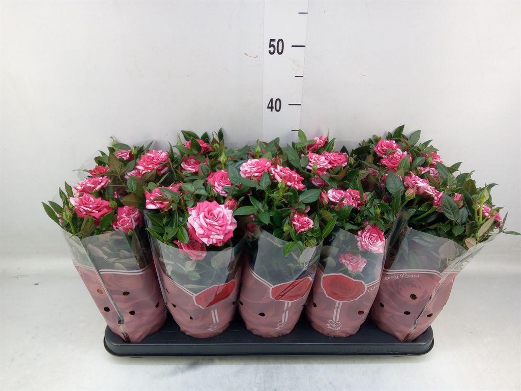 Горшечные цветы и растения оптом Rosa Twin Colour Star , Special !!! от 10шт из Голландии с доставкой по России