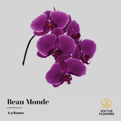 Срезанные цветы оптом Phalaenopsis beau monde (per stem) от 8шт из Голландии с доставкой по России