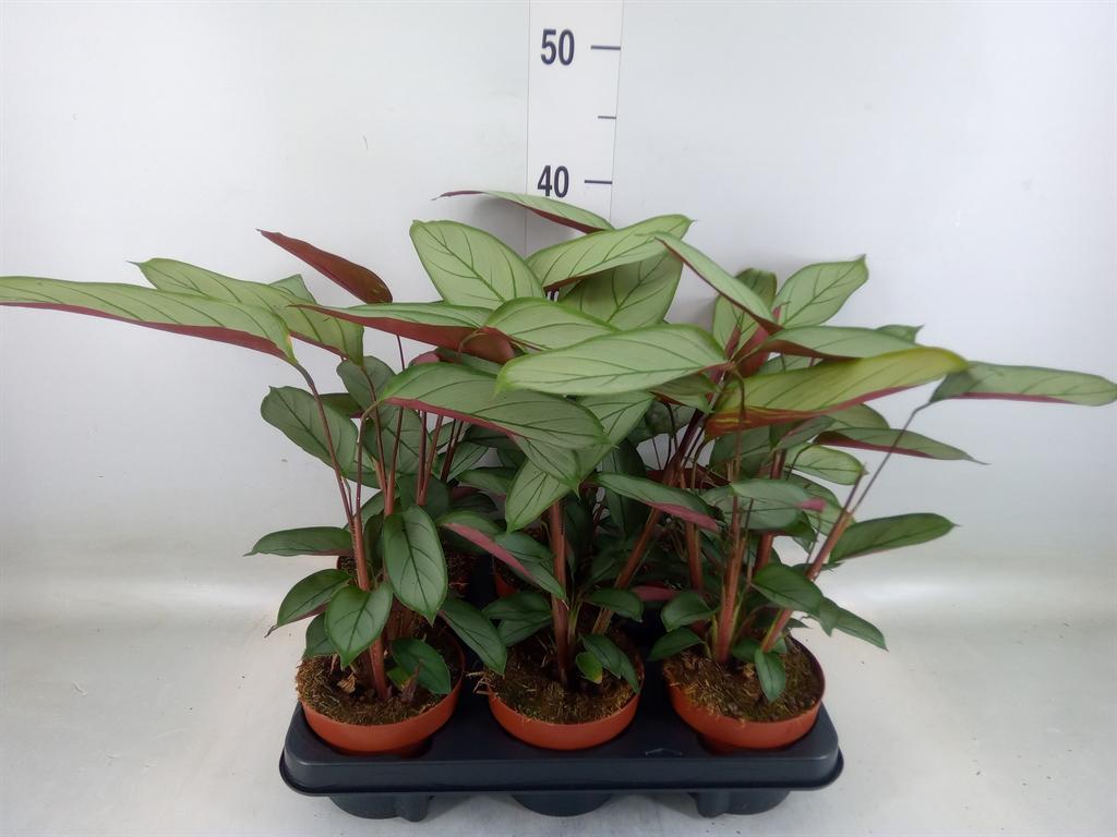 Горшечные цветы и растения оптом Ctenanthe   ... от 6шт из Голландии с доставкой по России