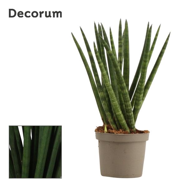 Горшечные цветы и растения оптом Sansevieria Cylindrica Spaghetti (decorum) от 18шт (для телеги) из Голландии с доставкой по России
