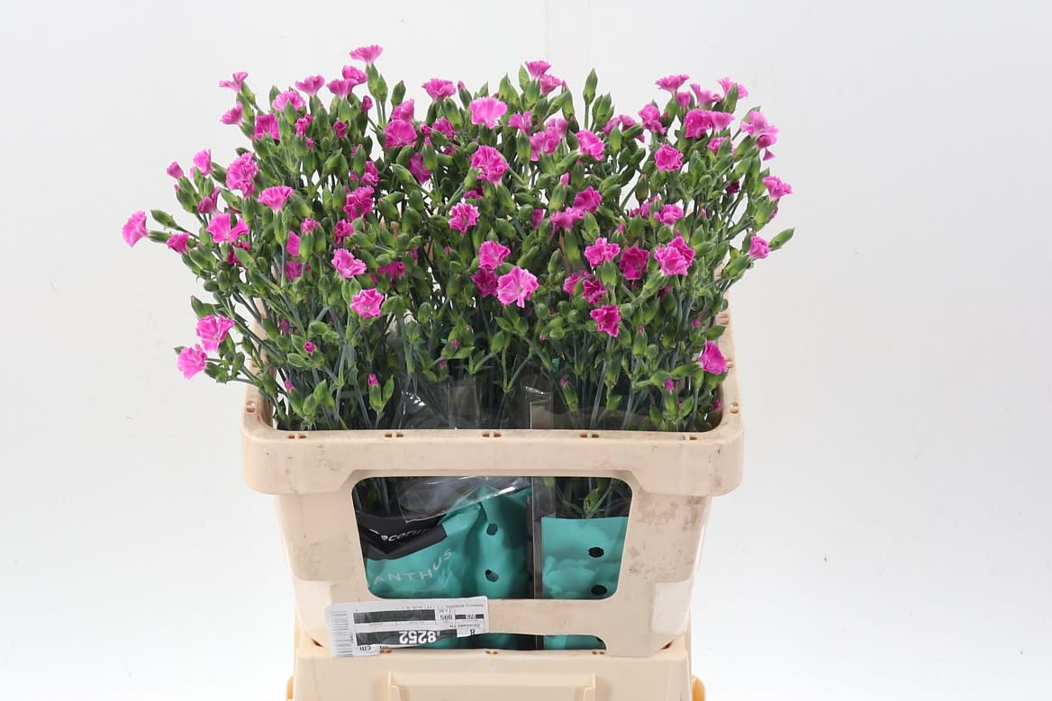 Срезанные цветы оптом Dianthus sp lilliput lavender от 60шт из Голландии с доставкой по России