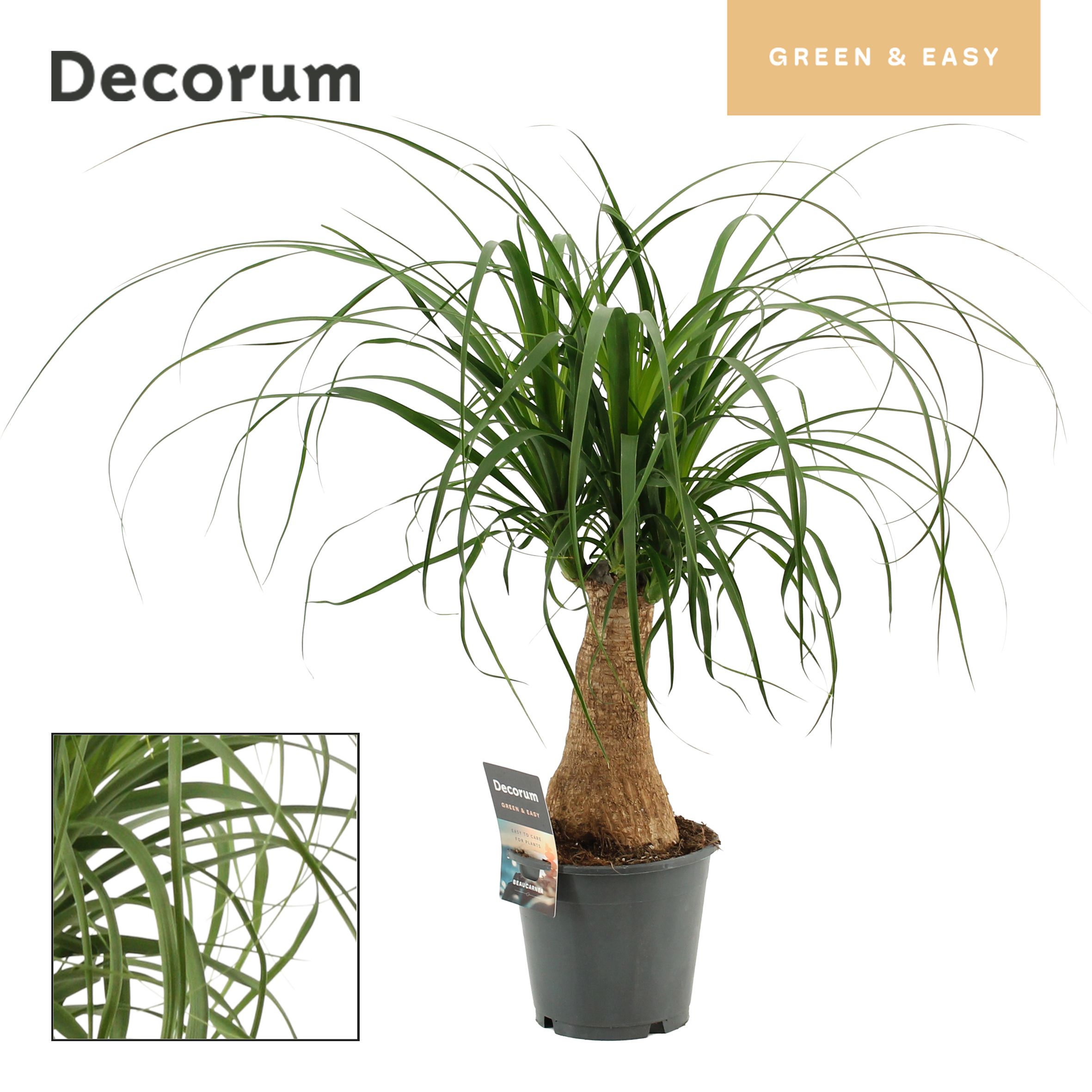 Горшечные цветы и растения оптом Beaucarnea On Stem (decorum) от 8шт из Голландии с доставкой по России